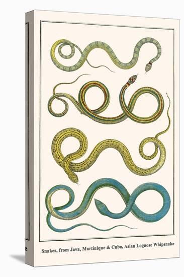 Snakes, from Java, Martinique and Cuba, Asian Lognose Whipsnake-Albertus Seba-Stretched Canvas