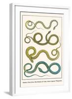 Snakes, from Java, Martinique and Cuba, Asian Lognose Whipsnake-Albertus Seba-Framed Art Print