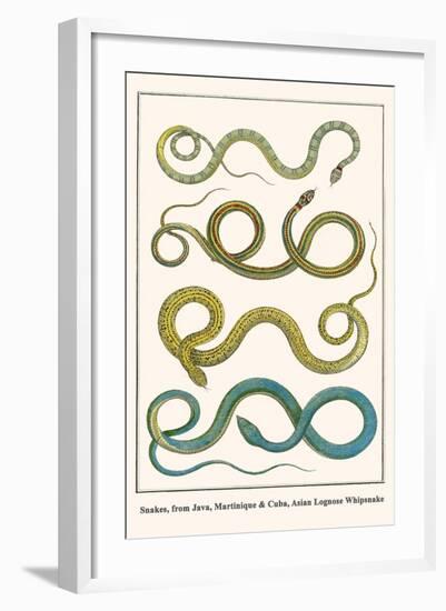 Snakes, from Java, Martinique and Cuba, Asian Lognose Whipsnake-Albertus Seba-Framed Art Print