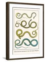Snakes, from Java, Martinique and Cuba, Asian Lognose Whipsnake-Albertus Seba-Framed Art Print