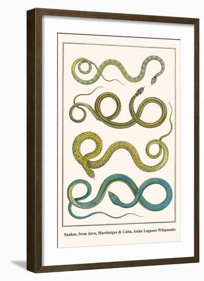 Snakes, from Java, Martinique and Cuba, Asian Lognose Whipsnake-Albertus Seba-Framed Art Print