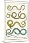 Snakes, from Java, Martinique and Cuba, Asian Lognose Whipsnake-Albertus Seba-Mounted Art Print