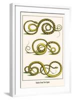 Snakes from New Spain-Albertus Seba-Framed Art Print