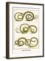 Snakes from New Spain-Albertus Seba-Framed Art Print