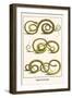 Snakes from New Spain-Albertus Seba-Framed Art Print