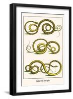 Snakes from New Spain-Albertus Seba-Framed Art Print