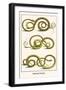 Snakes from New Spain-Albertus Seba-Framed Art Print