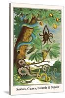 Snakes, Guava, Lizards and Spider-Albertus Seba-Stretched Canvas