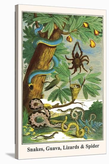 Snakes, Guava, Lizards and Spider-Albertus Seba-Stretched Canvas