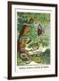 Snakes, Guava, Lizards and Spider-Albertus Seba-Framed Art Print