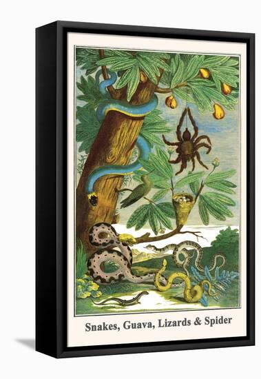 Snakes, Guava, Lizards and Spider-Albertus Seba-Framed Stretched Canvas