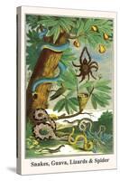 Snakes, Guava, Lizards and Spider-Albertus Seba-Stretched Canvas