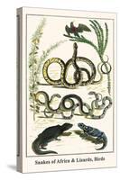 Snakes of Africa and Lizards, Birds-Albertus Seba-Stretched Canvas