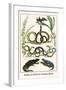 Snakes of Africa and Lizards, Birds-Albertus Seba-Framed Art Print