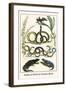 Snakes of Africa and Lizards, Birds-Albertus Seba-Framed Art Print