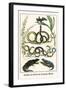 Snakes of Africa and Lizards, Birds-Albertus Seba-Framed Art Print