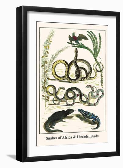 Snakes of Africa and Lizards, Birds-Albertus Seba-Framed Art Print