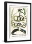 Snakes of Africa and Lizards, Birds-Albertus Seba-Framed Art Print