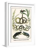 Snakes of Africa and Lizards, Birds-Albertus Seba-Framed Art Print