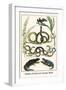 Snakes of Africa and Lizards, Birds-Albertus Seba-Framed Art Print