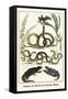 Snakes of Africa and Lizards, Birds-Albertus Seba-Framed Stretched Canvas