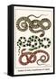 Snakes of Asia, Guadeloupe and Japan-Albertus Seba-Framed Stretched Canvas