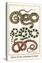 Snakes of Asia, Guadeloupe and Japan-Albertus Seba-Stretched Canvas