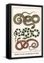 Snakes of Asia, Guadeloupe and Japan-Albertus Seba-Framed Stretched Canvas