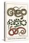 Snakes of Asia, Guadeloupe and Japan-Albertus Seba-Stretched Canvas