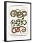 Snakes of Asia, Guadeloupe and Japan-Albertus Seba-Framed Art Print