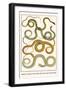 Snakes of Ceylon or Sri Lanka, Bali and the Cape of Good Hope-Albertus Seba-Framed Art Print