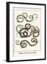 Snakes of Ceylon, Sri Lanka,-Albertus Seba-Framed Art Print