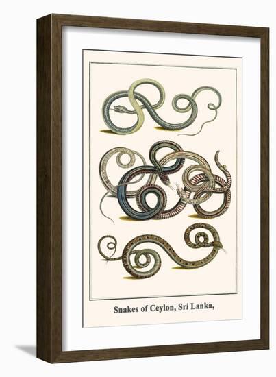 Snakes of Ceylon, Sri Lanka,-Albertus Seba-Framed Art Print