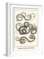 Snakes of Ceylon, Sri Lanka,-Albertus Seba-Framed Art Print