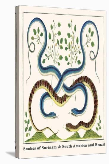 Snakes of Surinam and South America and Brazil-Albertus Seba-Stretched Canvas
