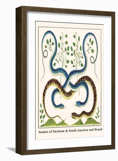 Snakes of Surinam and South America and Brazil-Albertus Seba-Framed Art Print