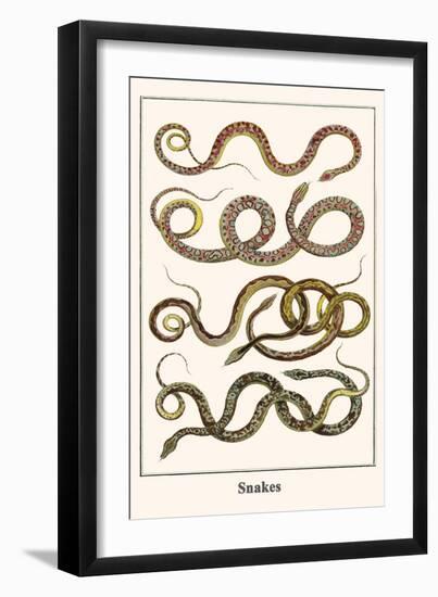 Snakes-Albertus Seba-Framed Art Print