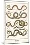 Snakes-Albertus Seba-Mounted Art Print