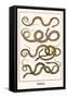 Snakes-Albertus Seba-Framed Stretched Canvas