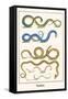 Snakes-Albertus Seba-Framed Stretched Canvas