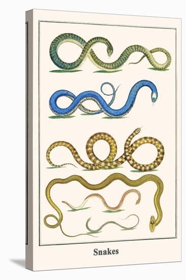 Snakes-Albertus Seba-Stretched Canvas