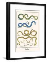 Snakes-Albertus Seba-Framed Art Print