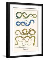 Snakes-Albertus Seba-Framed Art Print