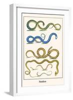 Snakes-Albertus Seba-Framed Art Print