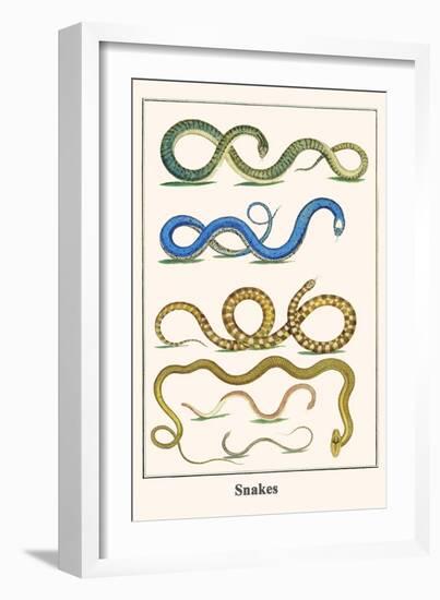 Snakes-Albertus Seba-Framed Art Print