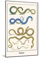 Snakes-Albertus Seba-Mounted Art Print