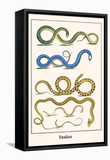 Snakes-Albertus Seba-Framed Stretched Canvas