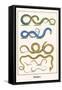 Snakes-Albertus Seba-Framed Stretched Canvas