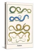 Snakes-Albertus Seba-Stretched Canvas