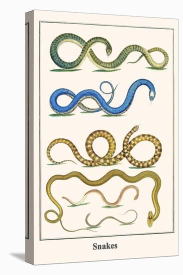 Snakes-Albertus Seba-Stretched Canvas